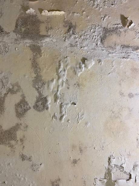 Best Mold Removal and Inspection  in Airy Heights, WA