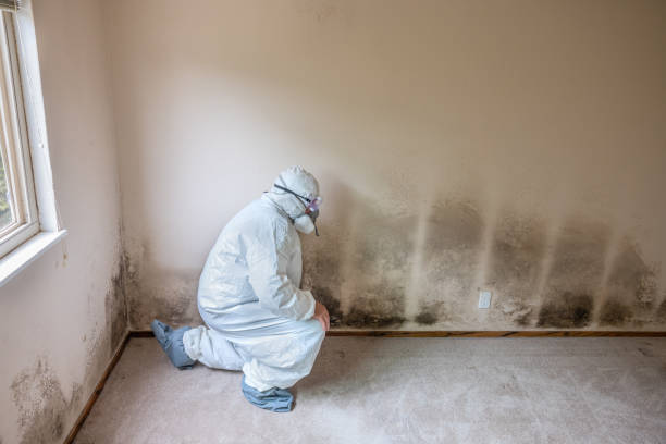 Best Mold Damage Repair  in Airy Heights, WA