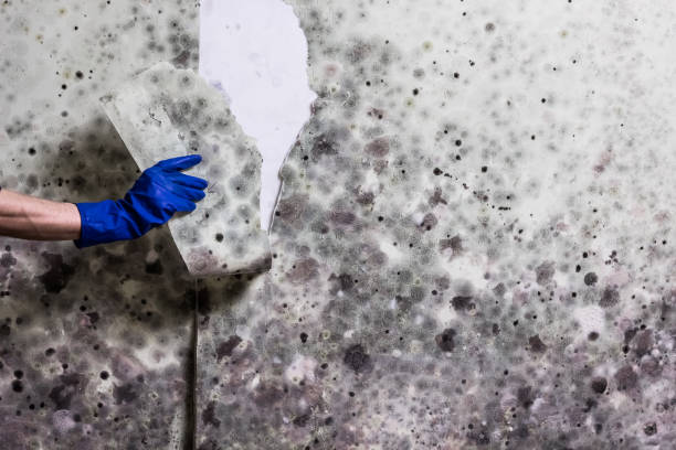 Best Fast Mold Removal  in Airy Heights, WA