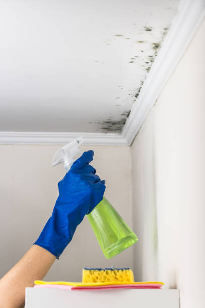 Best Mold Removal Specialists  in Airy Heights, WA